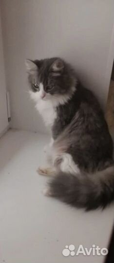 Кошке нужен тёплый уголок