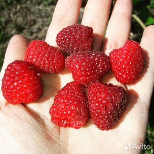 Саженцы черной, красной смородины, малина