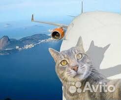 Перевозка животных по России