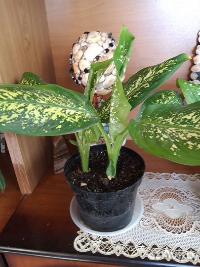 Хойя и диффенбахия