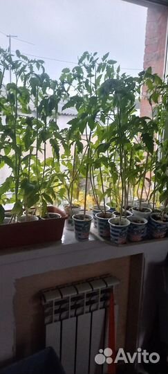 Помидоры домашние