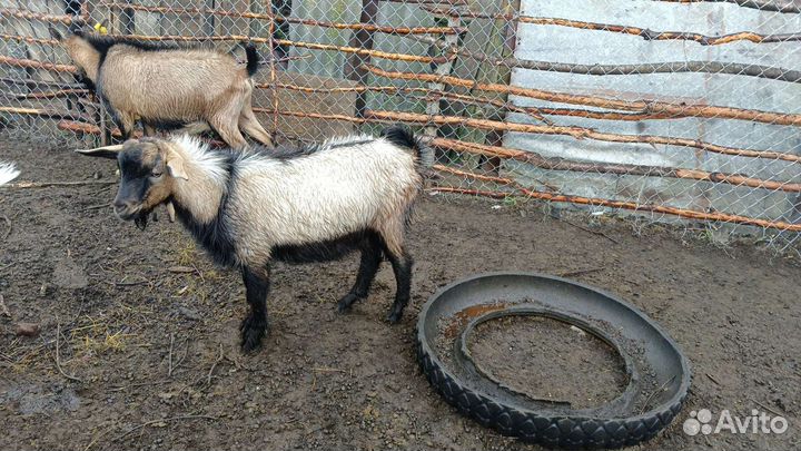 Козел альпийский