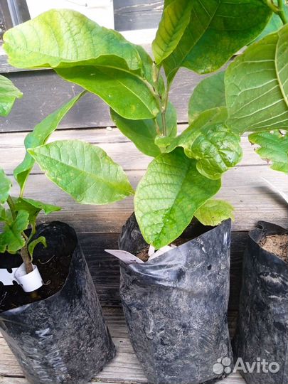 Магнолии, сирень, Ринго двулопастный