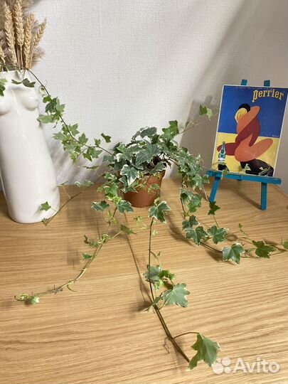 Плющ хедера