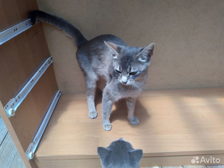 Абиссинский котёнок