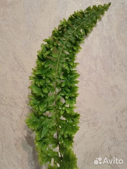 Папоротник комнатный