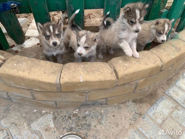 Щенки хаски чистокровные
