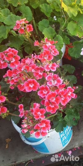 Пеларгония герань плющелистная