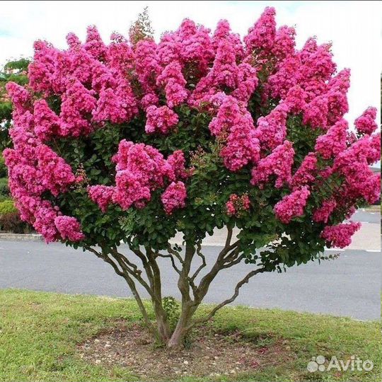 Лагерстремия