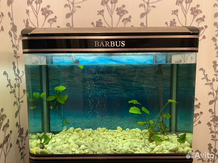 Аквариум barbus