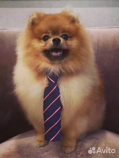 Померанский шпиц вязка