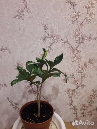 Табернемонтана