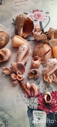 Ракушки морские