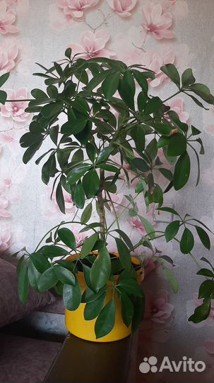 Комнатные цветы