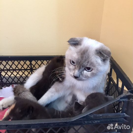 Вислоухие котята