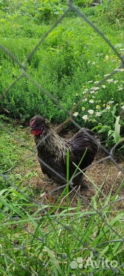 Петух карликовый кохинхин