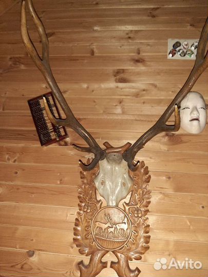 Рога оленя с черепом на красивом резном медальоне