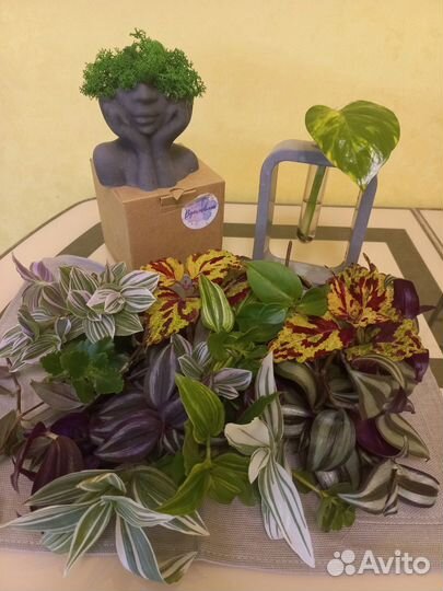 Комнатные растения