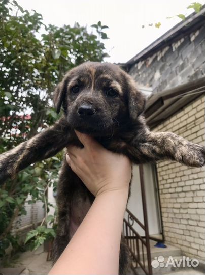 Щенок лабрадора 2 месяца