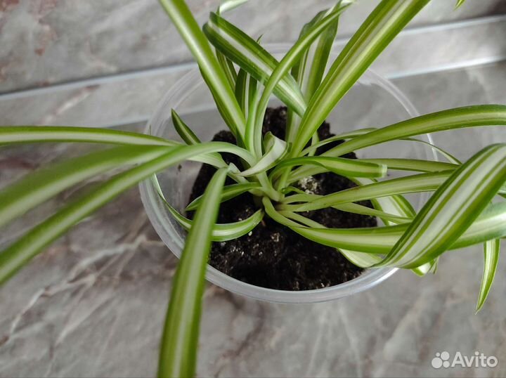 Хлорофитум кудрявый. Растение. Цветы