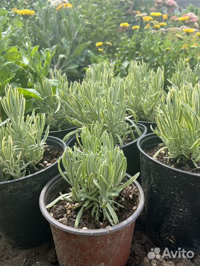 Многолетники садовые