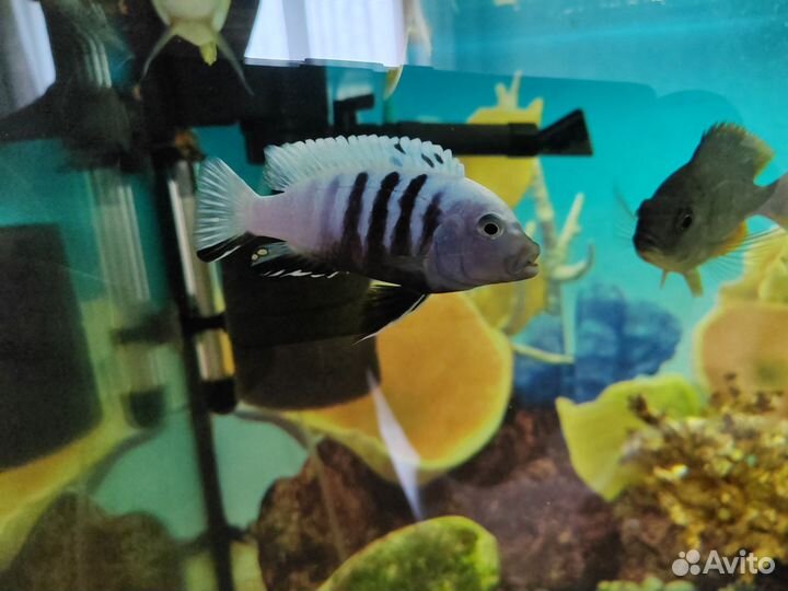 Цинотиляпия пульпикан