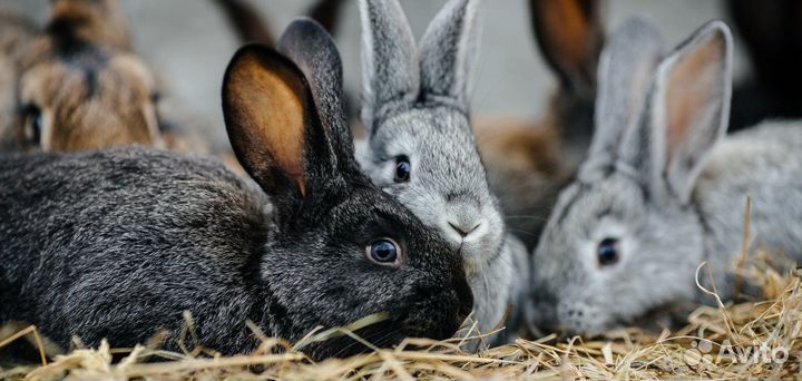Кролики