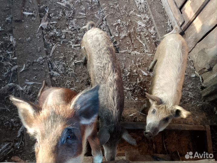 Венгерская мангалица чистокровная