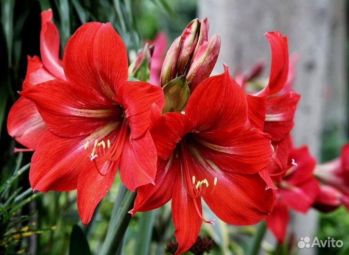 Гиппеаструмы (амариллис)