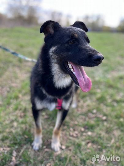 Собака в добрые руки отдам бесплатно