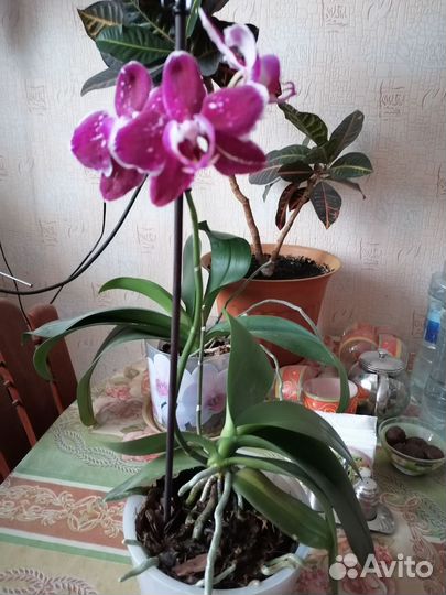 Орхидея фаленопсис