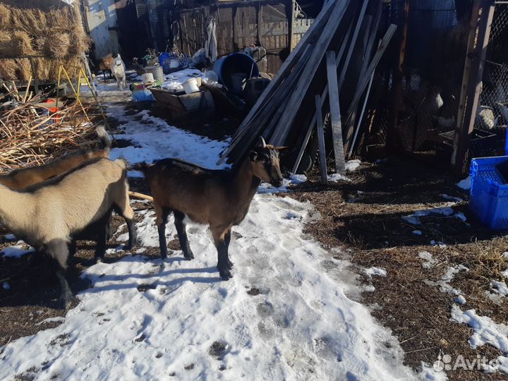 Коза дойная альпийская козёл альпийский