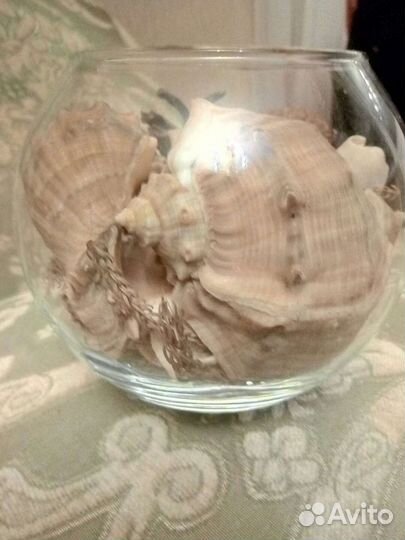 Композиция из ракушек в стекле