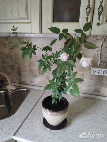 Бенгальская роза