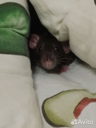 Крыса дамбо