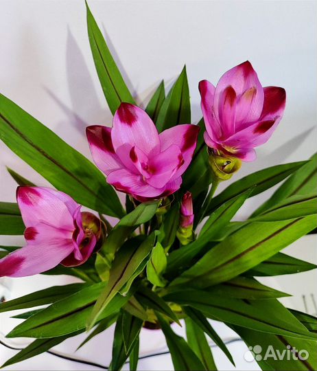 Куркума частухолистная сиамский тюльпан d14 цветок