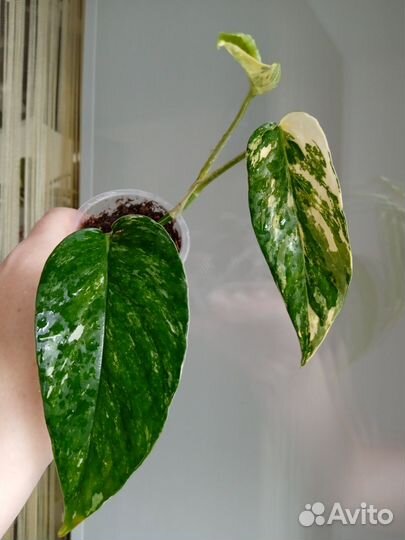 Растения разные