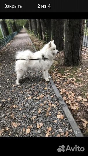 Щенки самоеда