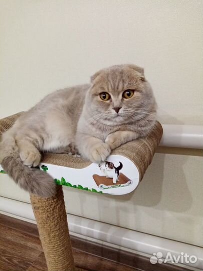 Вязка с шотландским котом