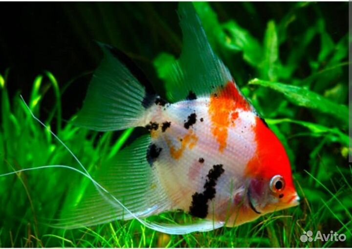 Аквариумные рыбки