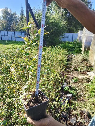 Саженцы голубики