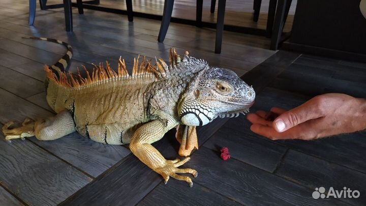 Чистка аквариума