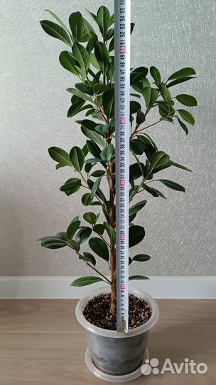 Фикус макломе