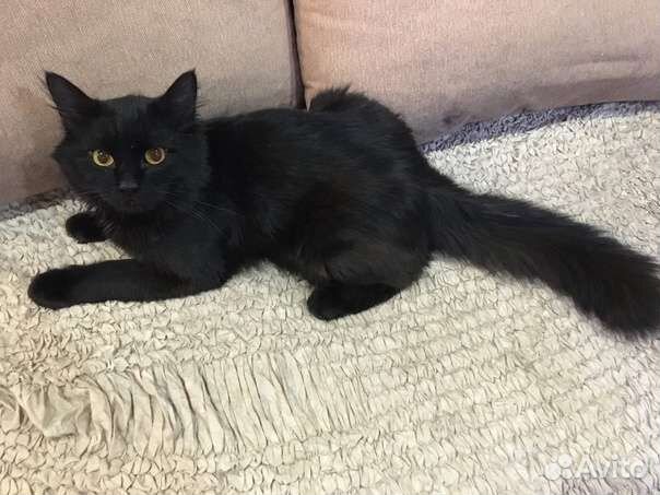 Молодой котик в добрые руки