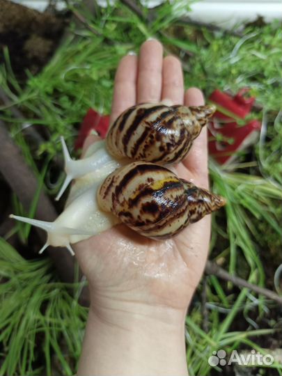 Ахатина ретикулята альбино