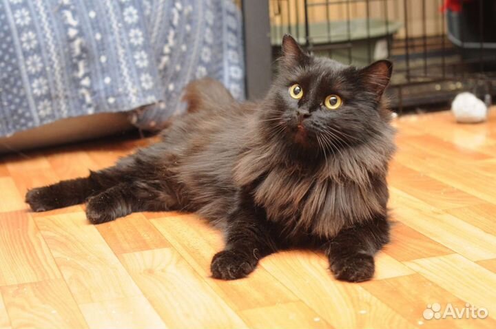 Роскошная кошечка в поисках дома