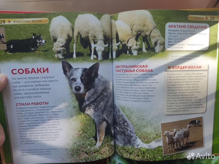 Детская энциклопедия