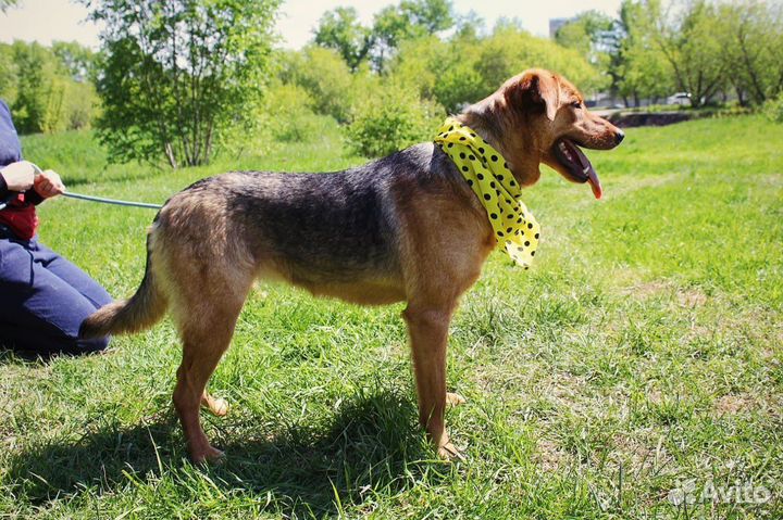 Баффи - Идеальная собака ждет вас