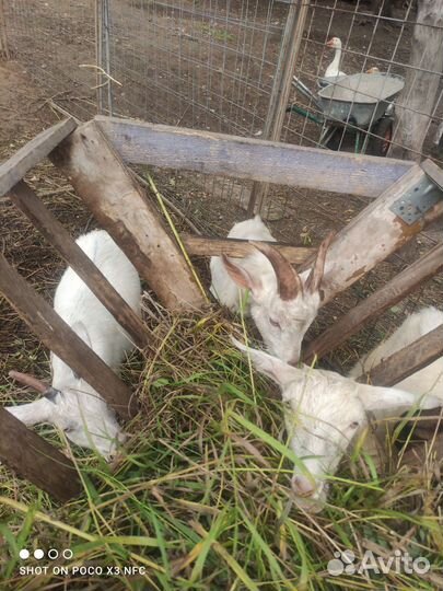 Козы, козлик