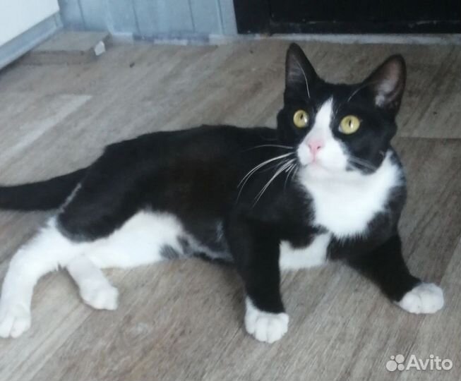 Котик кастрированный